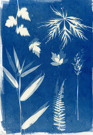Leaves