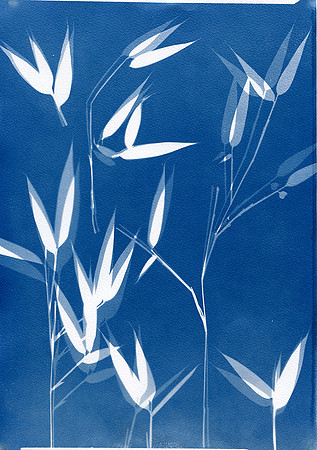 Bamboo